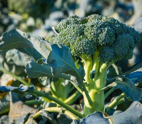 Was wird im September gepflanzt - 10 Gemüsesorten für Ihren Herbstgarten Brokkoli