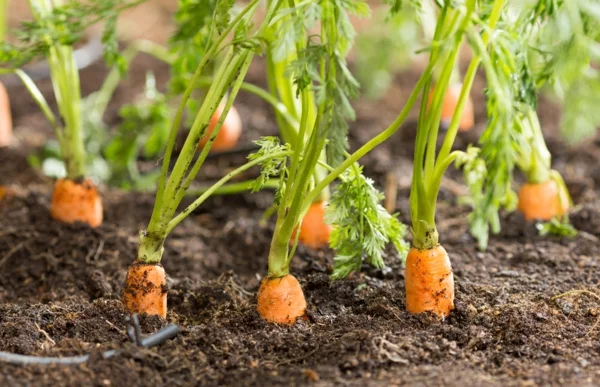 Was wird im September gepflanzt - 10 Gemüsesorten für Ihren Herbstgarten Karotten