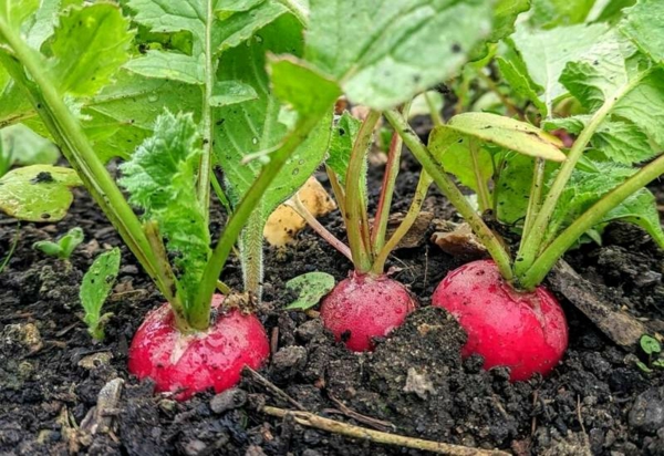 Was wird im September gepflanzt - 10 Gemüsesorten für Ihren Herbstgarten Radieschen