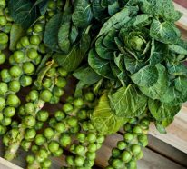 Was wird im September gepflanzt? – 10 Gemüsesorten für Ihren Herbstgarten