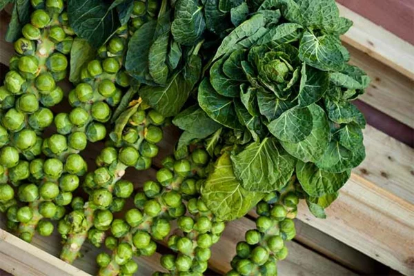 Was wird im September gepflanzt - 10 Gemüsesorten für Ihren Herbstgarten Rosenkohl