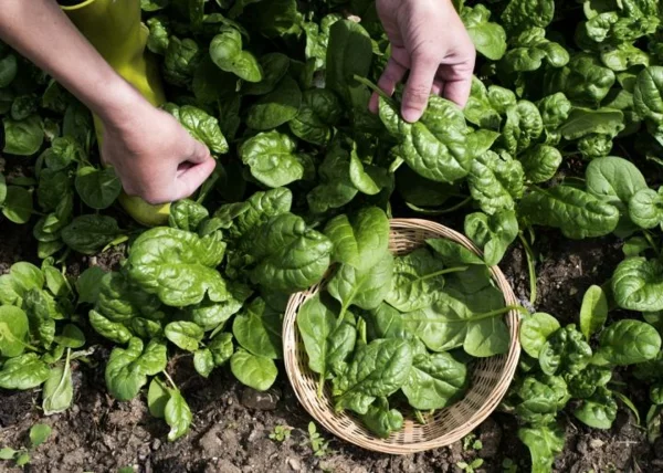 Was wird im September gepflanzt - 10 Gemüsesorten für Ihren Herbstgarten Spinat