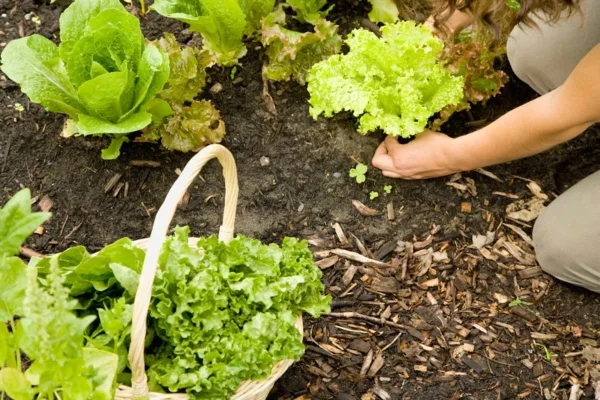 Woman picking lettuce growing in community garden
