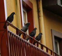 Wie kann man Tauben verjagen? – 6 effektive Methoden dafür