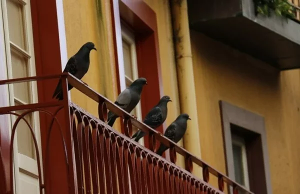 Wie kann man Tauben aus dem Balkon verjagen