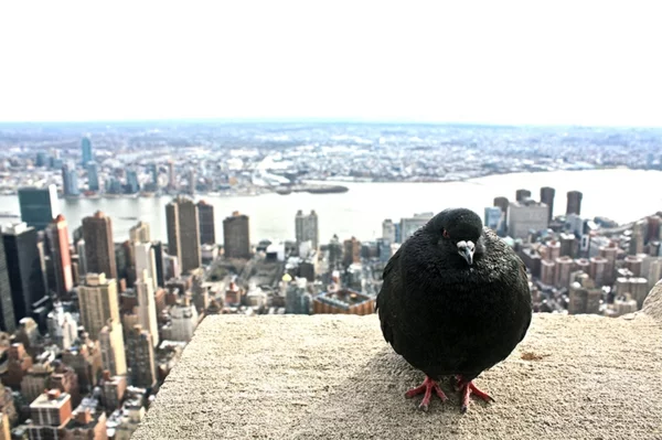 Wie kann man Tauben verjagen Stadtleben