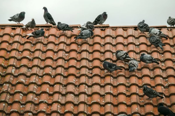 Wie kann man Tauben verjagen Tauben auf dem Dach