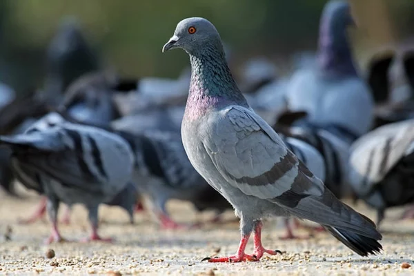 Wie kann man Tauben verjagen Tauben in der Stadt