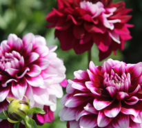 Herbstblumen für den Balkon – 9 der schönsten Blütenklassiker für die kühlere Jahreszeit