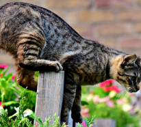 Katzenschreck- so vertreibt man Katzen aus dem Garten tierfreundlich