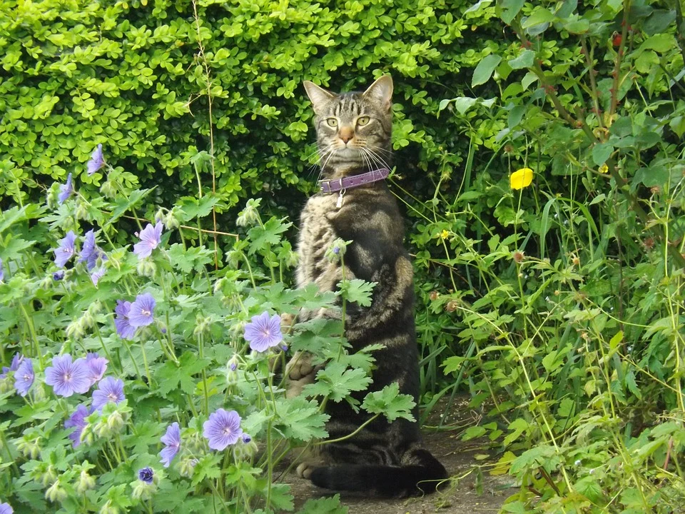 Katzen Verjagen Mittel