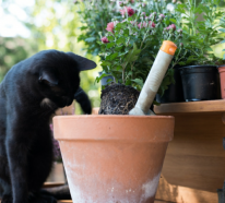Katzenschreck- so vertreibt man Katzen aus dem Garten tierfreundlich