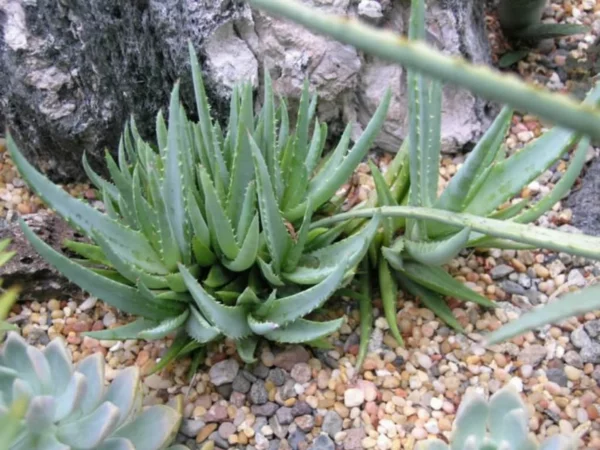 pflegeleichte Gartenpflanzen Blaue Elfen-Aloe perfekt für den Steingarten 