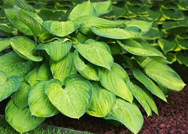 Hosta große grüne Blätter pflegeleichte Gartenpflanzen auch als Bodendecker 