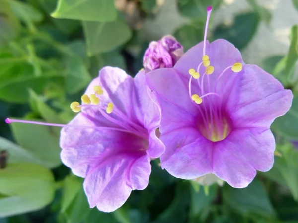 Wunderblume helllila Blüten Schönheit und Zärtlichkeit pflegeleichte Gartenpflanzen