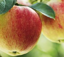 Äpfel dörren- so können wir die gesunden Snacks selber machen