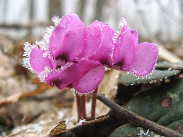 Alpenveilchen Pflege Tipps und Wissenswertes über den winterharten Herbstblüher veilchen herbst frost