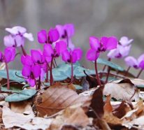 Alpenveilchen Pflege Tipps und Wissenswertes über den winterharten Herbstblüher