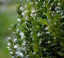 Buchsbaum schneiden: Richtiger Zeitpunkt, Schnittarten und weitere Tipps