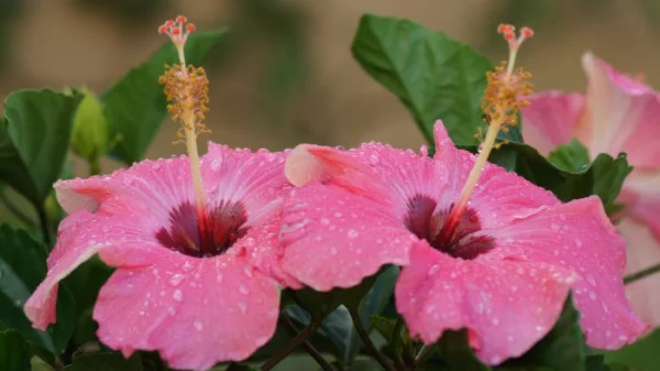 Hibiskus überwintern Chinesische Rose rosa Blüten einmaliger natürlicher Charme