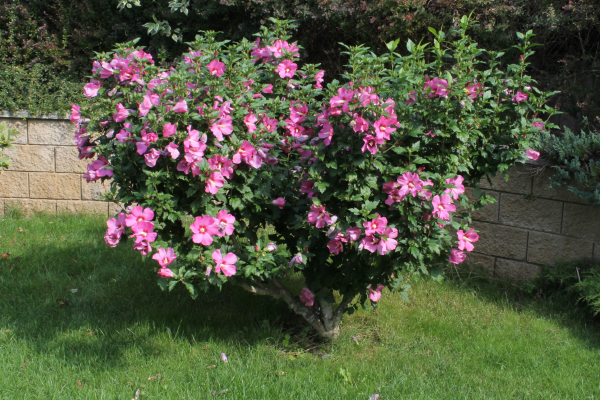 Hibiskus überwintern Gartenhibiskus rosa Blüten herrlicher Blickfang im Freien
