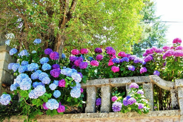 Hortensien überwintern einmalige Blütenpracht im Sommer die Belohnung für Ihre Mühe