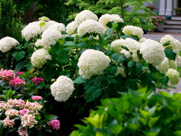 Hortensien überwintern empfindliche Pflanzen benötigen etwas mehr Aufmerksamkeit schöne weiße Rispen im Sommer  bilden