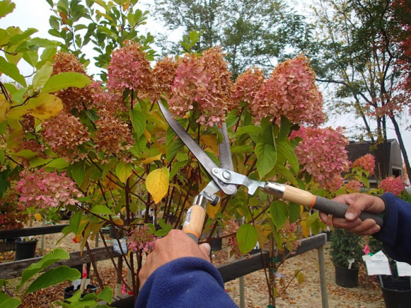 Hortensien überwintern im Herbst Blütenreste mit einer Gartenschere entfernen