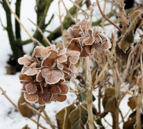 Hortensien überwintern und sie vor dem Winterfrost schützen