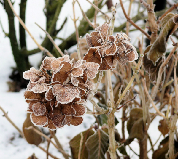 Hortensien überwintern im Winter bei enormer Kälte malerische Eisgebilde entstehen an den gefrorenen Blüten