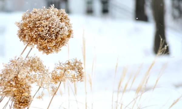Hortensien überwintern starker Frost kann beschädigen alle Gartenpflanzen