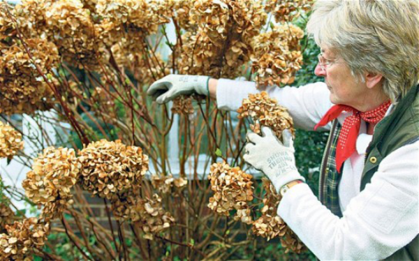 Hortensien überwintern vertrocknetes Laub Blütenreste im Herbst entfernen nicht zurückschneiden