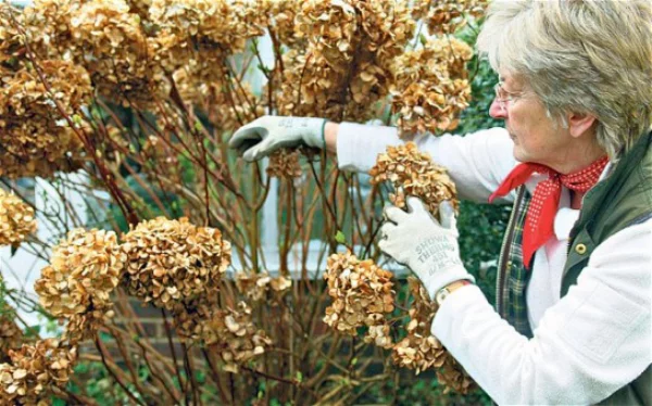 Hortensien überwintern vertrocknetes Laub Blütenreste im Herbst entfernen nicht zurückschneiden