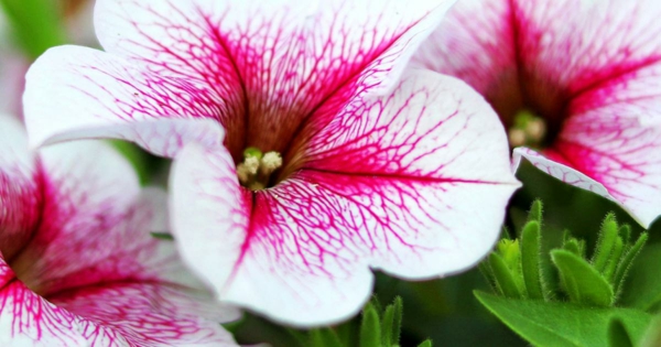 Petunien Blütezeit Pflege Tipps Gartenpflanzen