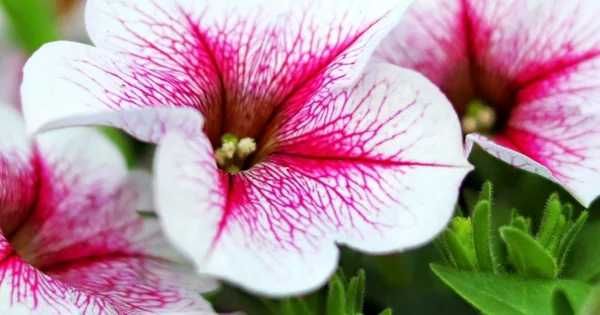 Petunien Blütezeit Pflege Tipps Gartenpflanzen