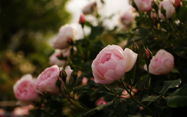 Rosen schneiden im Herbst Pilzbefall andere Krankheiten vorbeugen