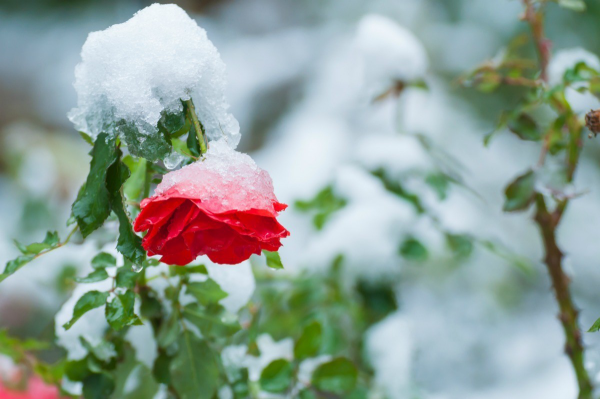 Rosen schneiden im Herbst bei Schneefall und Frost großen Schaden erleiden