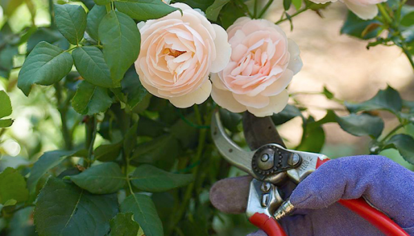 Rosen schneiden im Herbst gute Gartenschere beim Rosenschnitt ein Muss