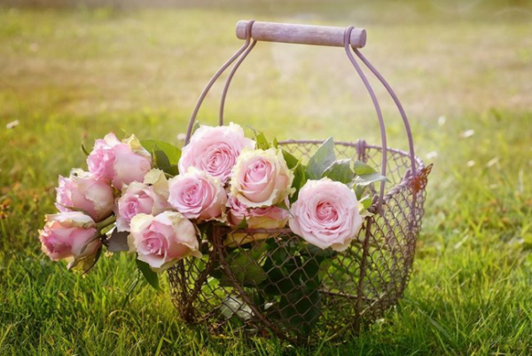 Rosen schneiden im herbst rosa Blüten im Korb perfekte Deko für drinnen und draußen