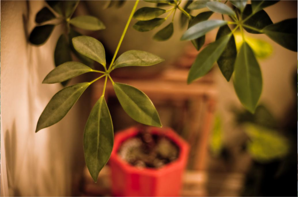 Schefflera grüne glänzende Blätter schneiden als Stecklinge zur Vermehrung nutzen