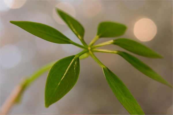 Schefflera grüne leicht glänzende Blätter 7 oder 9 Finger wechselständig am Stiel angeordnet