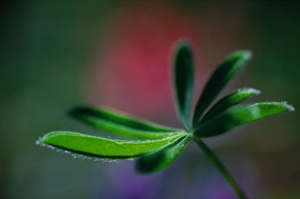 Schefflera schöne elegante grüne glänzende Blätter aber giftig