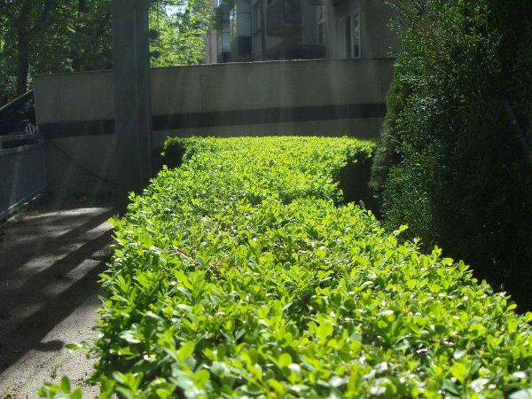 Kirschlorbeer schneiden Wann ist es günstig und wie geht es genau