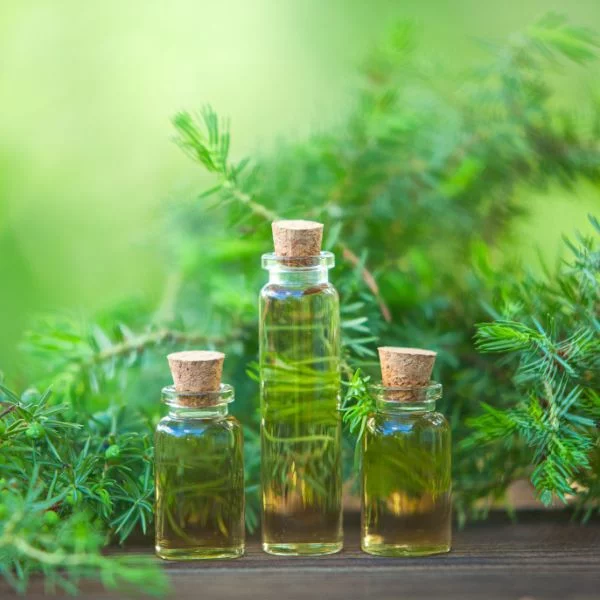 Teebaumöl - gesunde Pflege für Haut und Haare