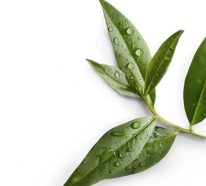 Teebaumöl – 7 praktische und universelle Anwendungstipps