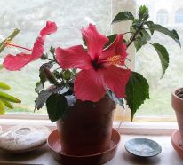 Hibiskus Zimmerpflanze – Diese Pflege braucht der blühfreudige Hingucker