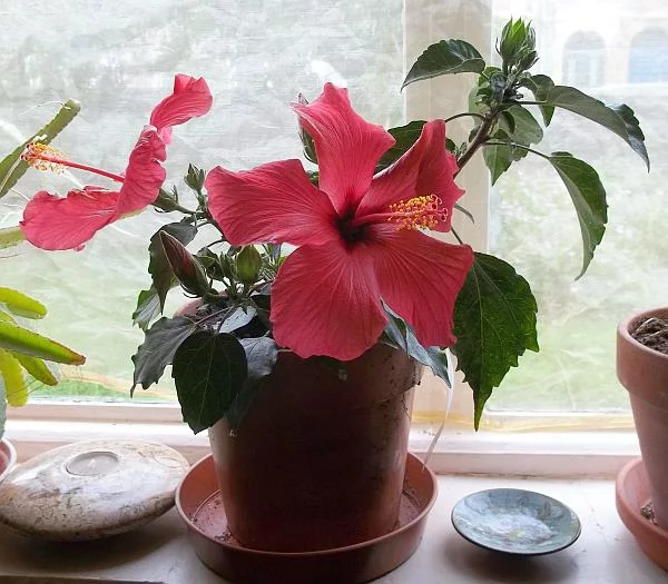 hibiskus zimmerpflanze frischer hauch wohnzimmer fensterbank dekoideen