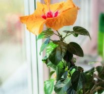 Hibiskus Zimmerpflanze – Diese Pflege braucht der blühfreudige Hingucker