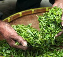Oolong Tee – Wirkung, gesundheitliche Vorteile und Zubereitung