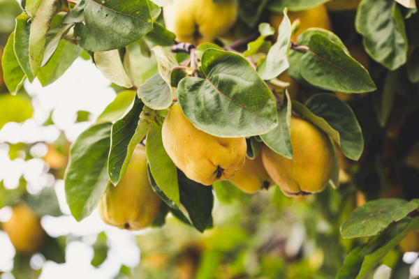 über Quitten wissen gelbe Früchte am Baum frisch und appetitlich aussehen